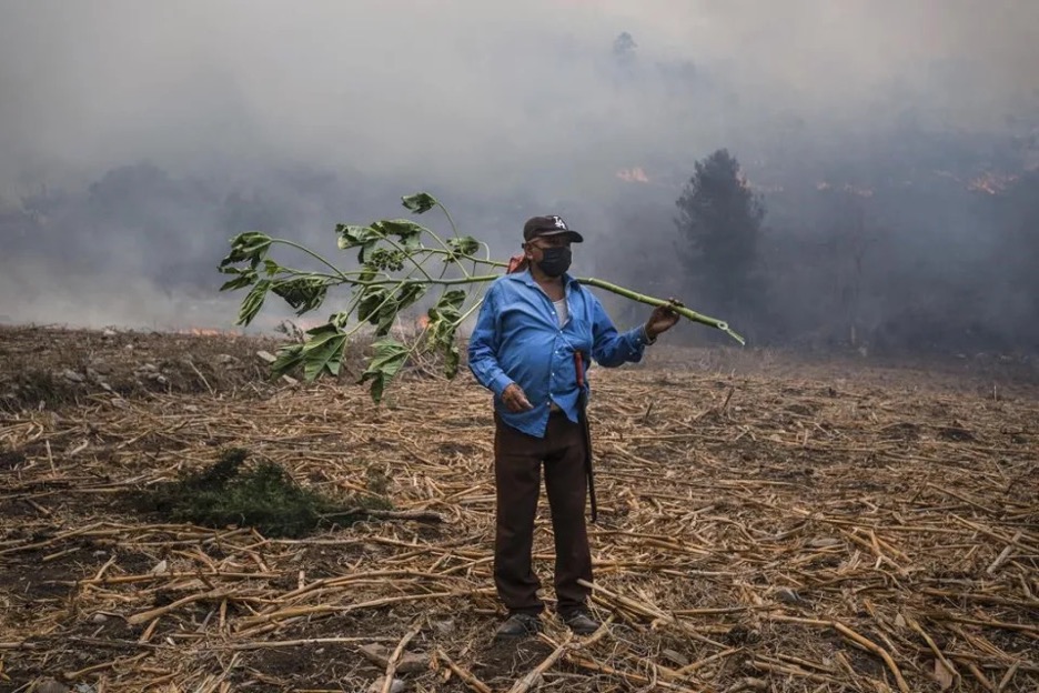 Forest fires burn in nearly half of Mexico’s drought-stricken states ...