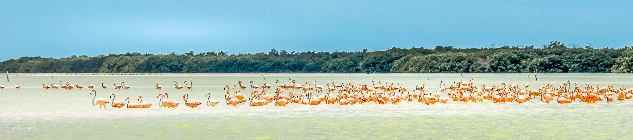 A flock of flamingos wading through the shallow waters of the Celestún Biosphere Reserve, their striking pink plumage creating a mesmerizing contrast against the blue-green water.