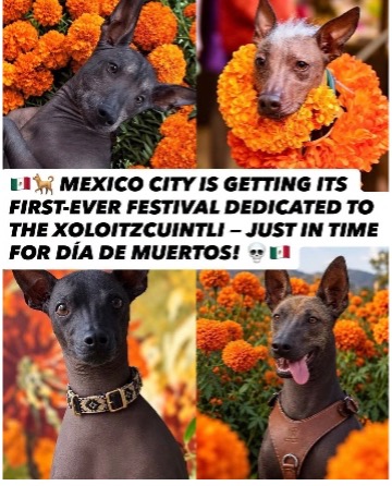 Mexico This Week: Hurricanes, Traditions and Seven Stories Worth Reading